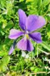 Viola lutea