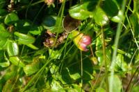 Vaccinium vitis-idaea