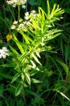 Polygonatum verticillatum