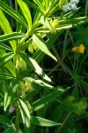 Polygonatum verticillatum