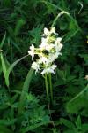 Platanthera chlorantha