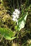 Maianthemum bifolium