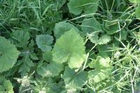 Petasites albus