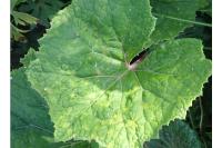 Petasites albus