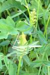 Coeloglossum viride