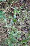 Epilobium ciliatum