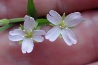 Epilobium ciliatum