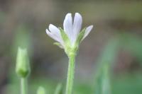 Epilobium ciliatum