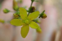 Hypericum pulchrum