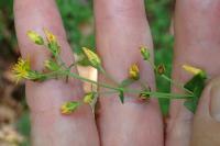 Hypericum pulchrum