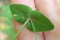 Hypericum pulchrum