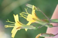 Lactuca muralis