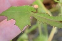 Lactuca muralis