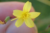 Lactuca muralis