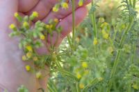 Senecio sylvaticus