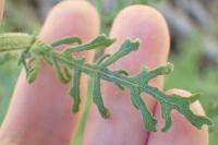 Senecio sylvaticus