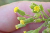 Senecio sylvaticus