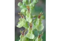 Teucrium scorodonia