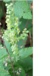 Teucrium scorodonia