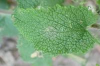 Teucrium scorodonia