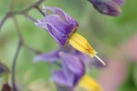 Solanum dulcamara