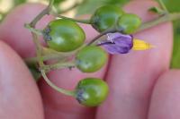 Solanum dulcamara