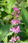 Lythrum salicaria