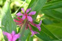 Lythrum salicaria