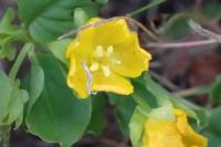 Lysimachia nummularia