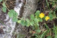 Lysimachia nummularia