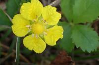 Potentilla reptans
