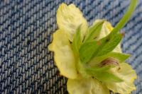 Potentilla reptans