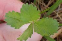 Potentilla reptans