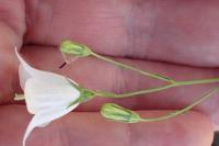 Campanula rotundifolia