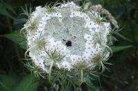 Daucus carota