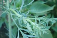 Daucus carota