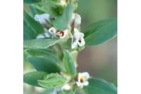 Polygonum aviculare