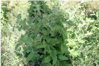 Arctium minus