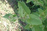 Arctium minus
