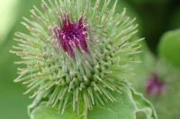 Arctium minus
