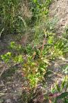 Potentilla norvegica