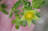 Potentilla norvegica