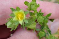 Potentilla norvegica