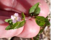 Epilobium montanum