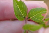 Epilobium montanum