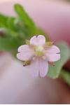 Epilobium montanum