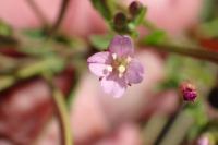 Epilobium parviflorum