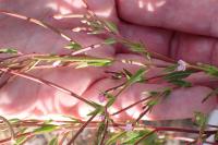 Epilobium parviflorum