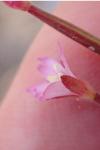 Epilobium parviflorum