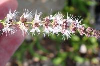 Mentha spicata
